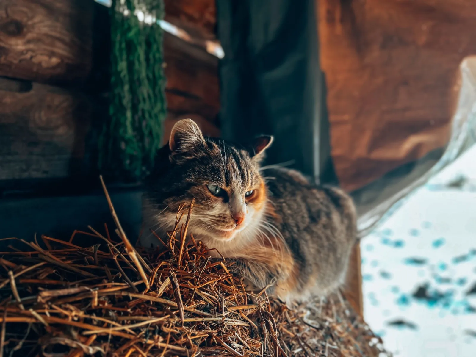 A longhaired tabby cat sitting down in loose golden straw in a barn doorway, with snow and low sun outside