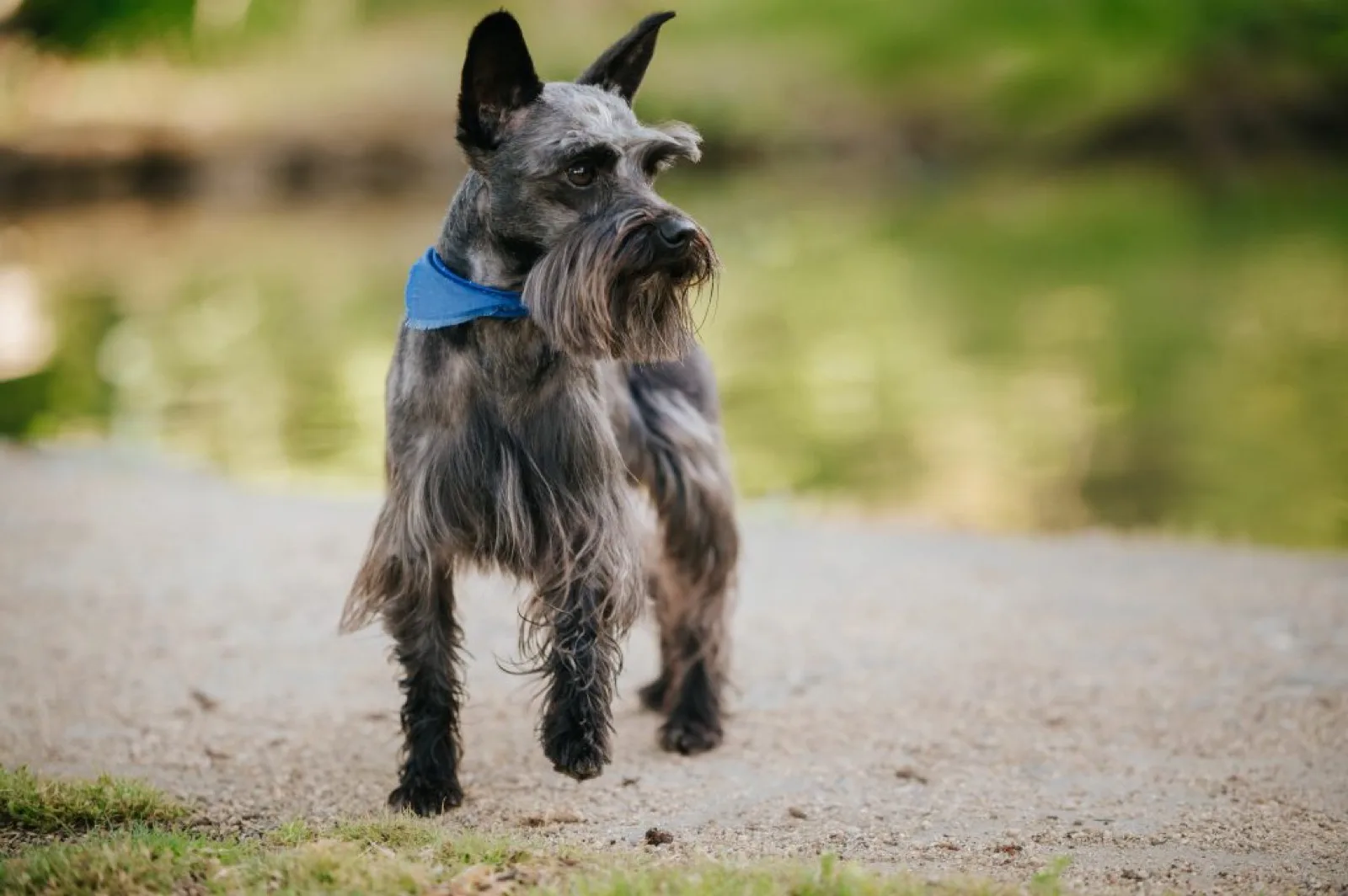 Miniature Schnauzer in a park