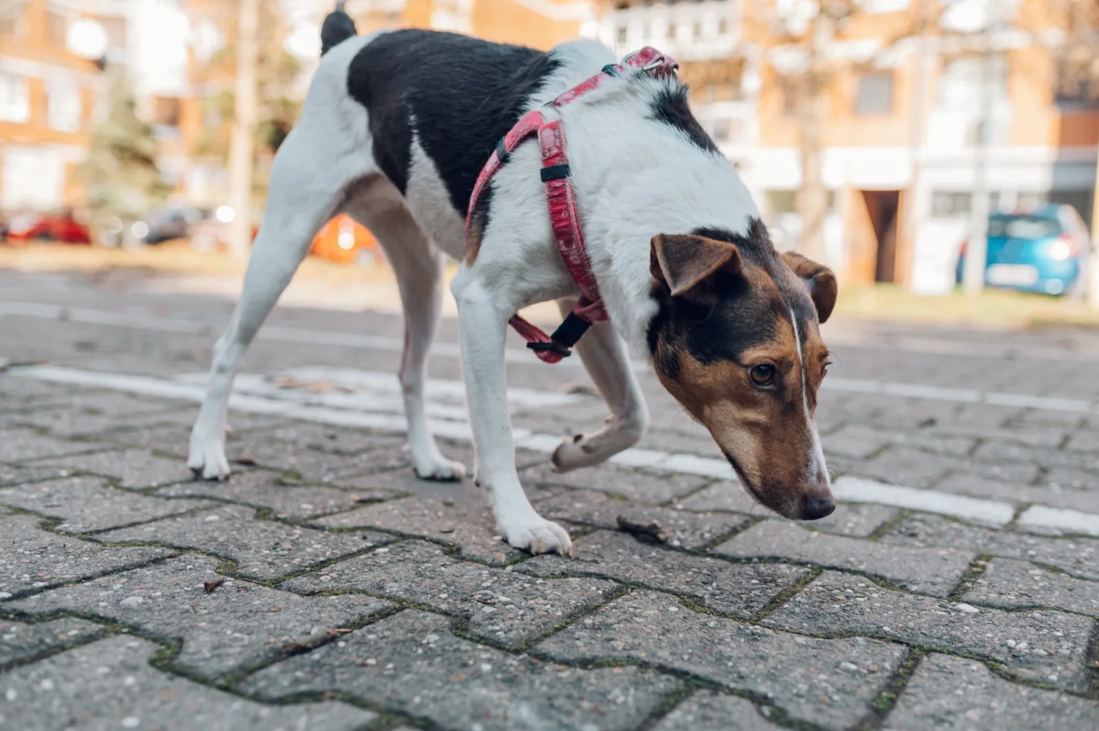 A terrier mix in a red harness walking nose-down along a paved path