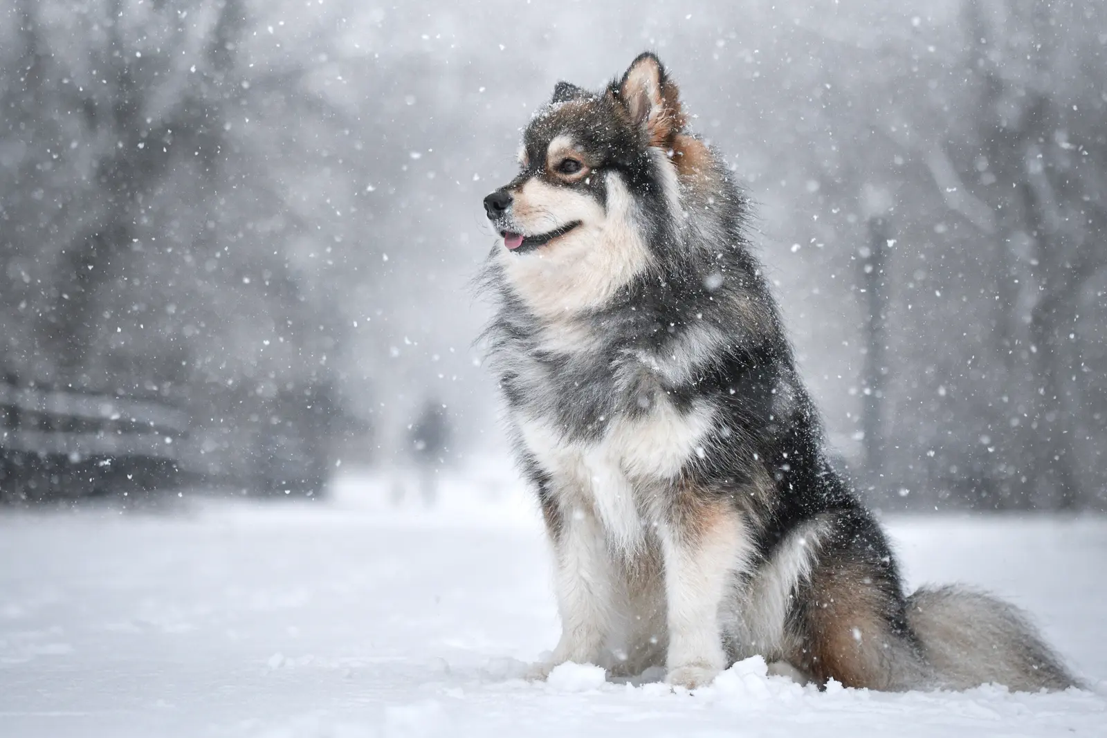 A thick double-coated dog sitting calmly in falling snow, its fur dusted white