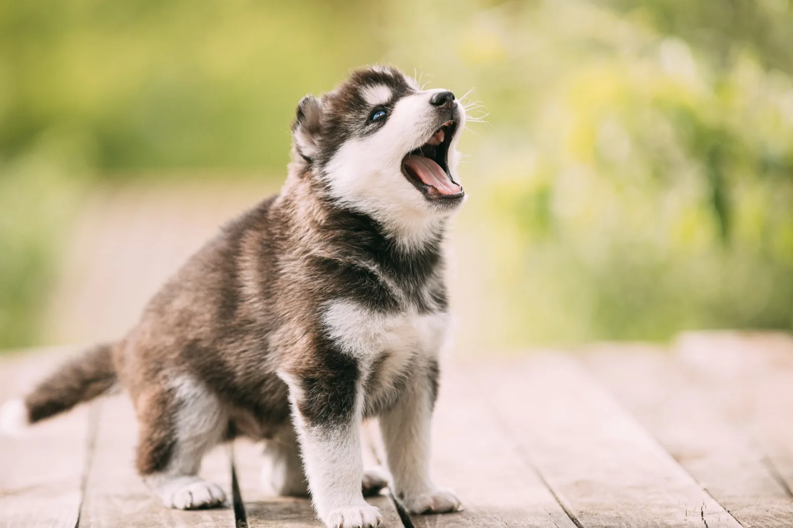 A husky puppy standing on wooden planks with its head tipped back and mouth open