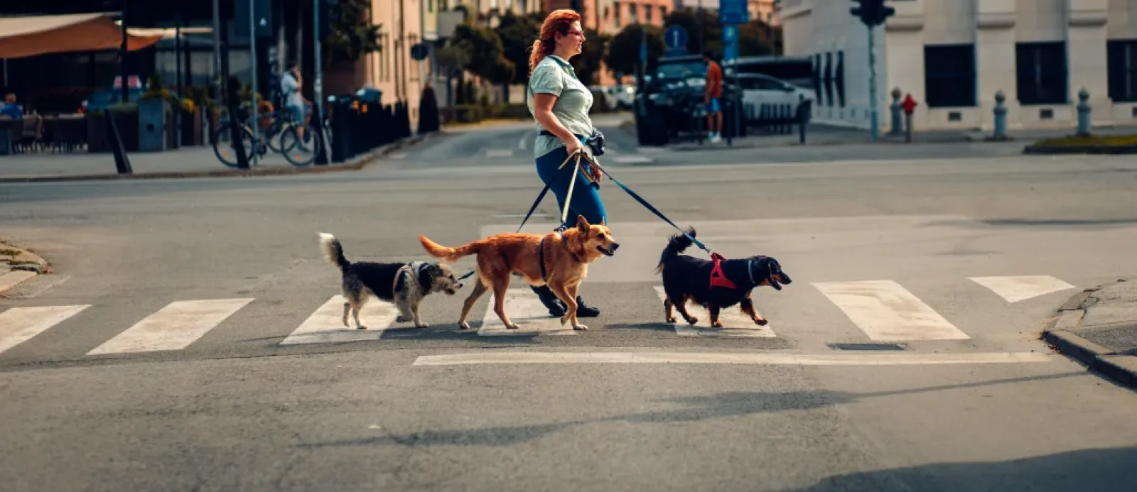 Walk for Animals event