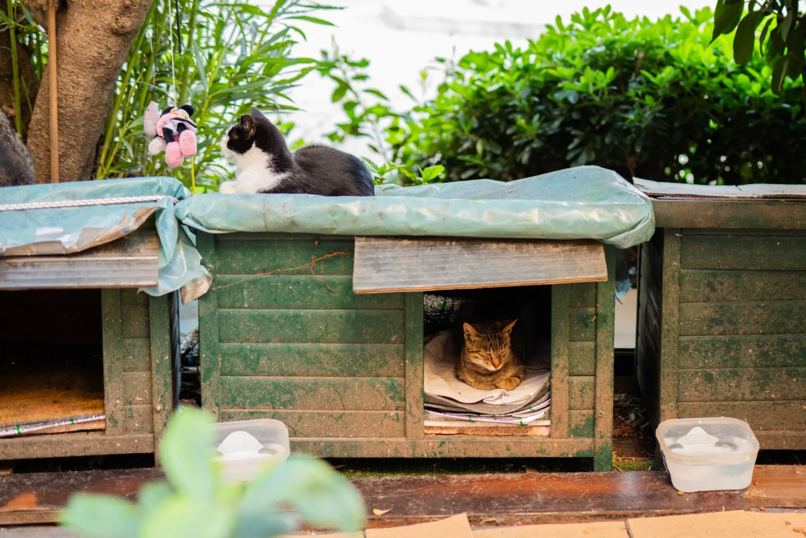 A row of wooden cat houses with tarp-covered roofs, one cat sitting on top and a tabby asleep inside, water bowls set out in front
