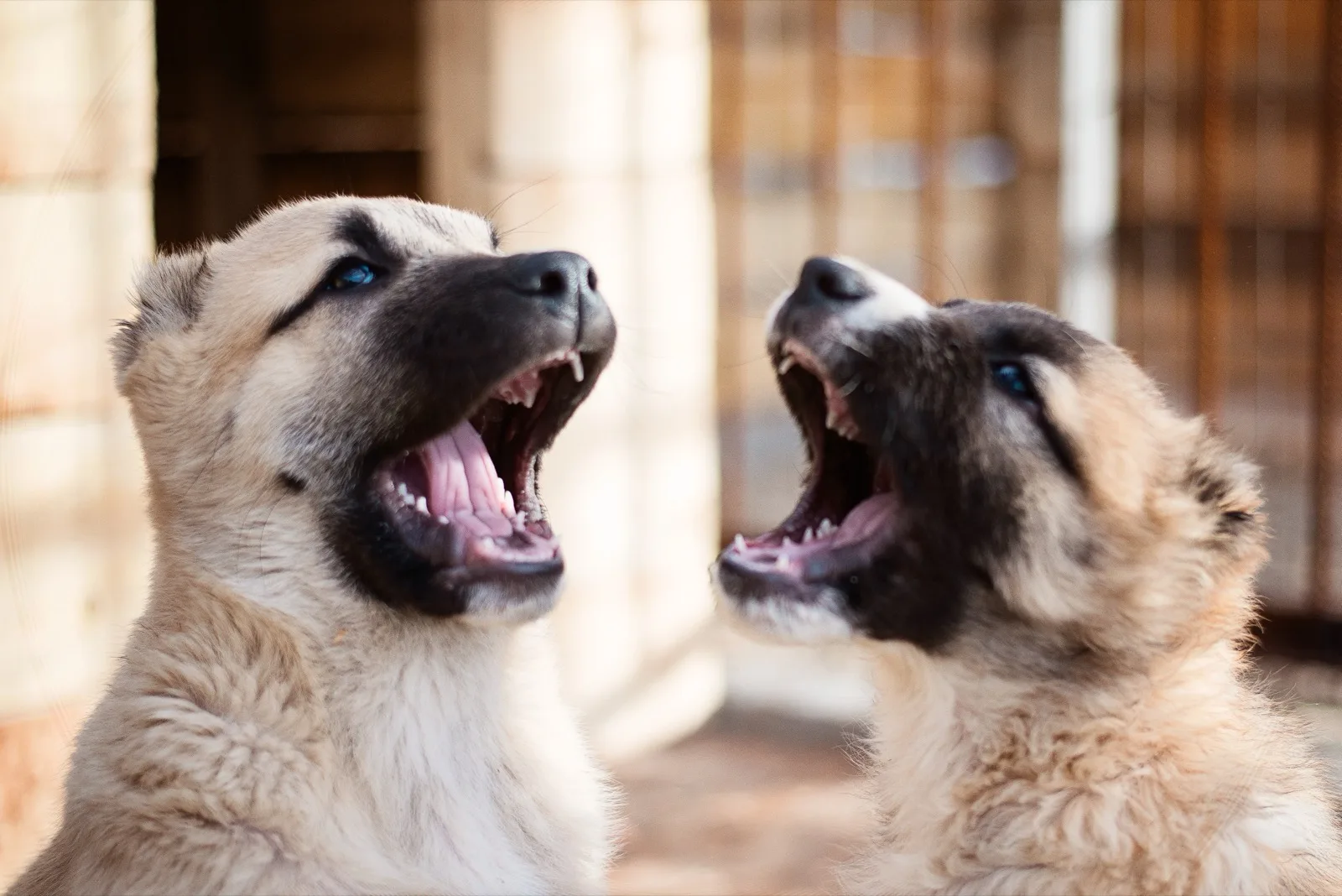 Two fluffy puppies facing each other with their mouths wide open