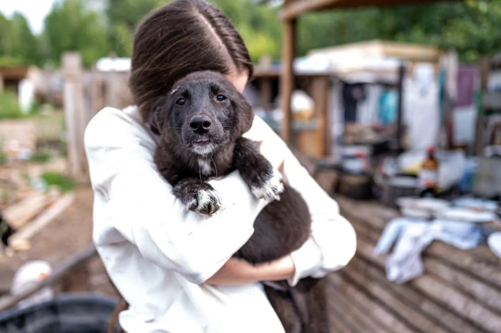 Rescue dogs cared for by volunteers