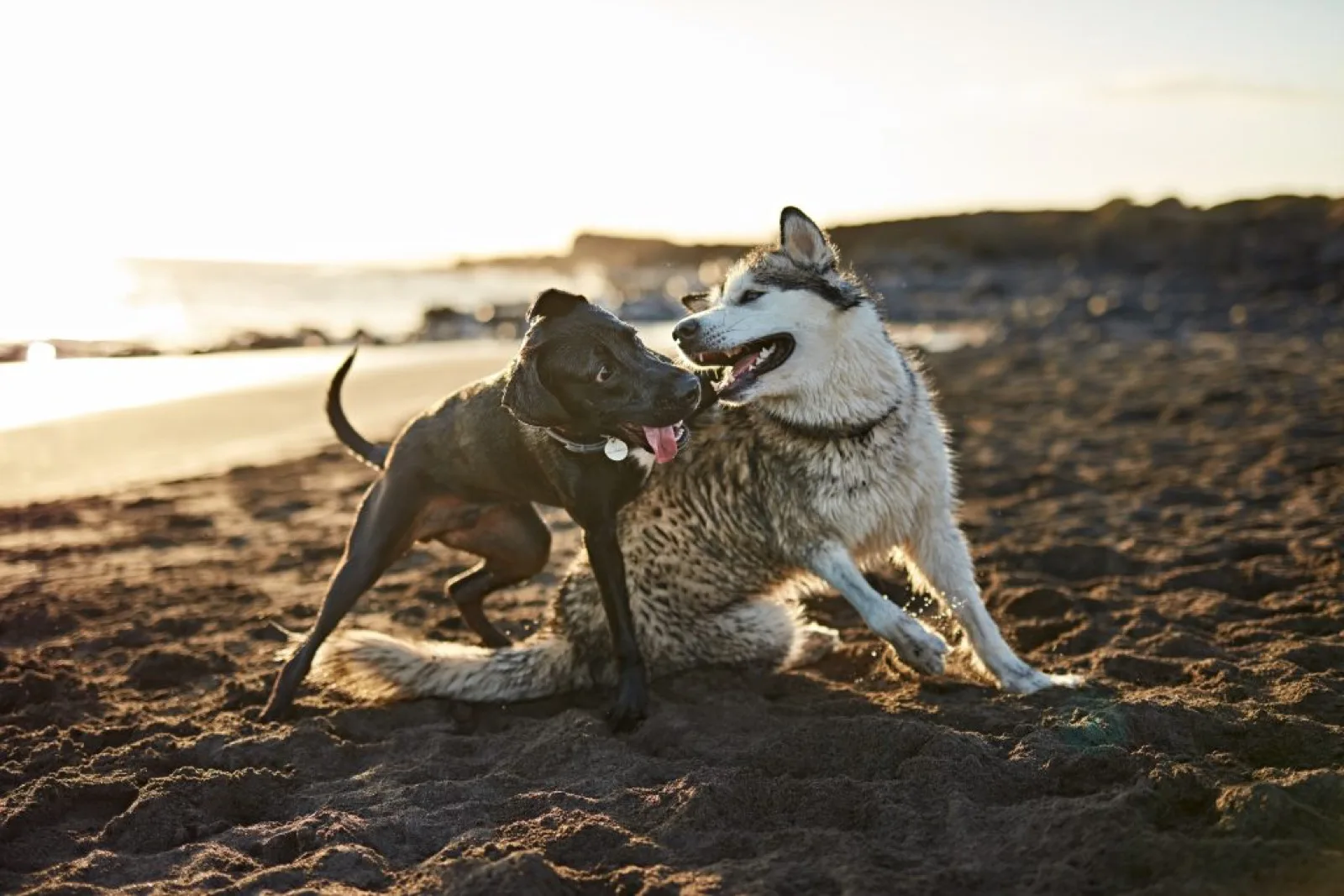 Dogs running near the sea