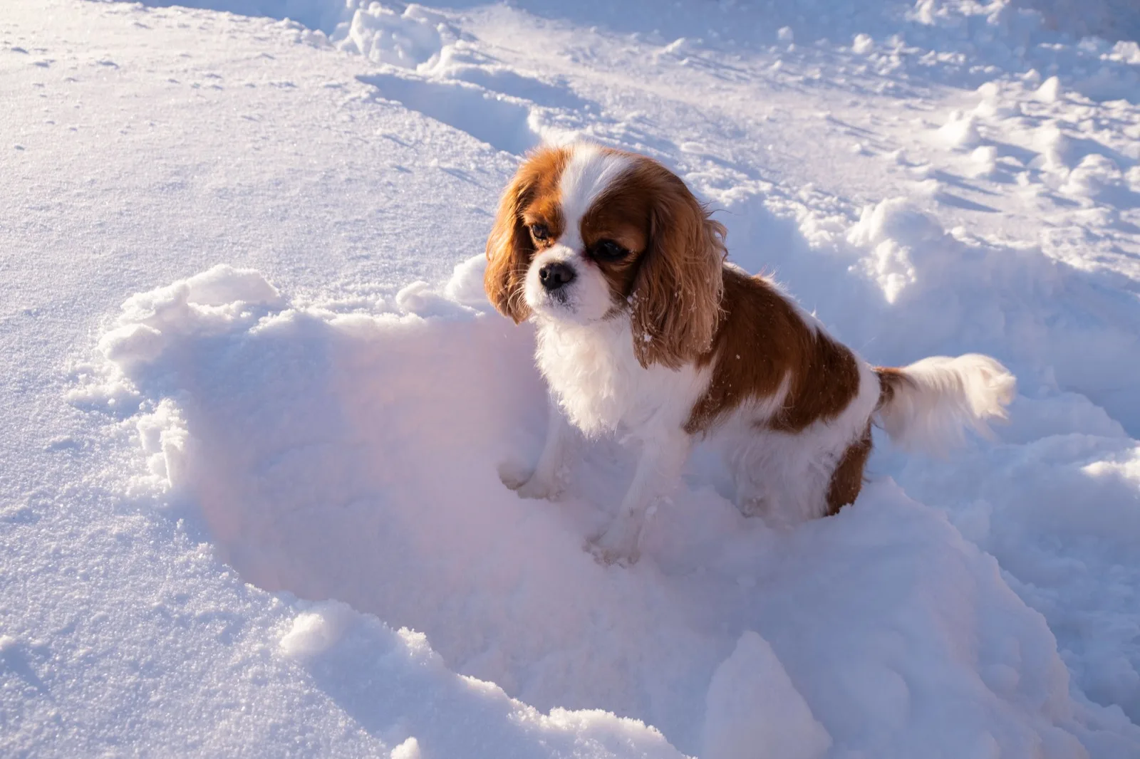 A Cavalier King Charles Spaniel sitting in deep snow in low winter sun