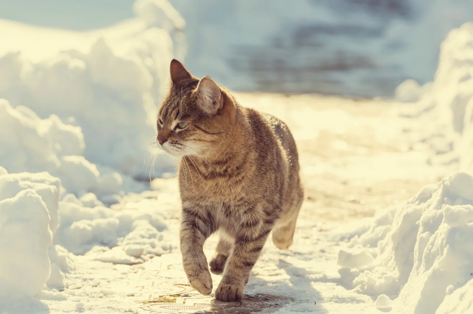 A tabby cat with both ears intact walking along a shoveled path between snowbanks in winter sun