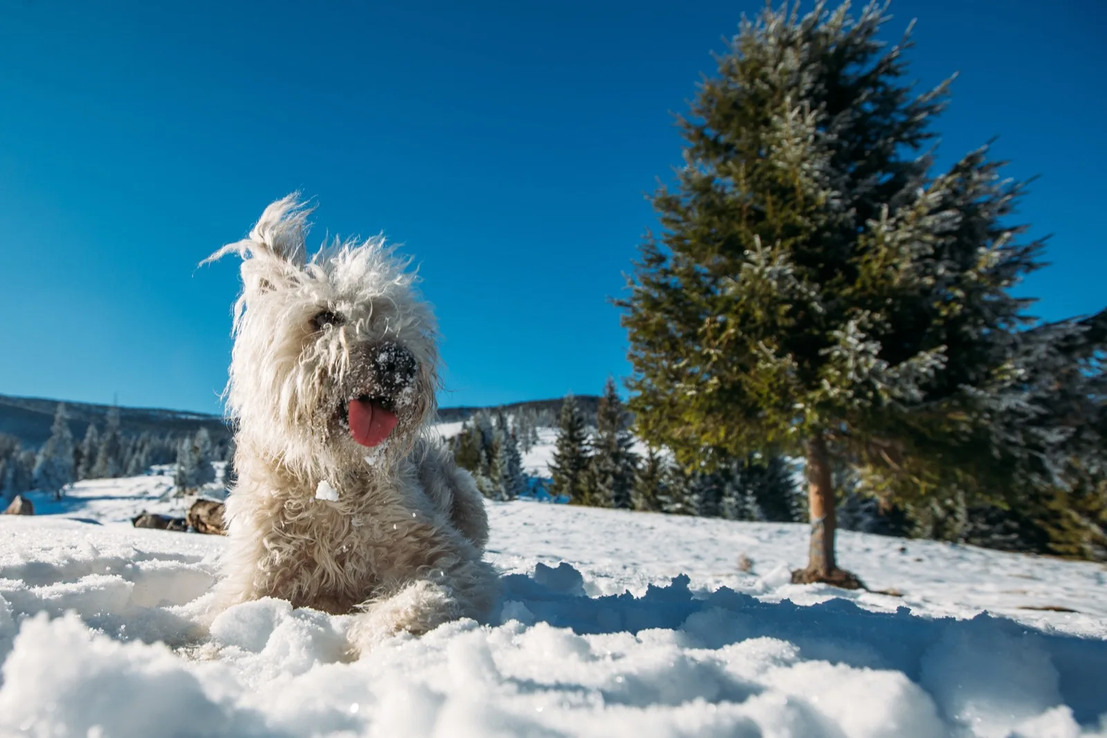 A shaggy white terrier lying in deep snow with frosted pines behind