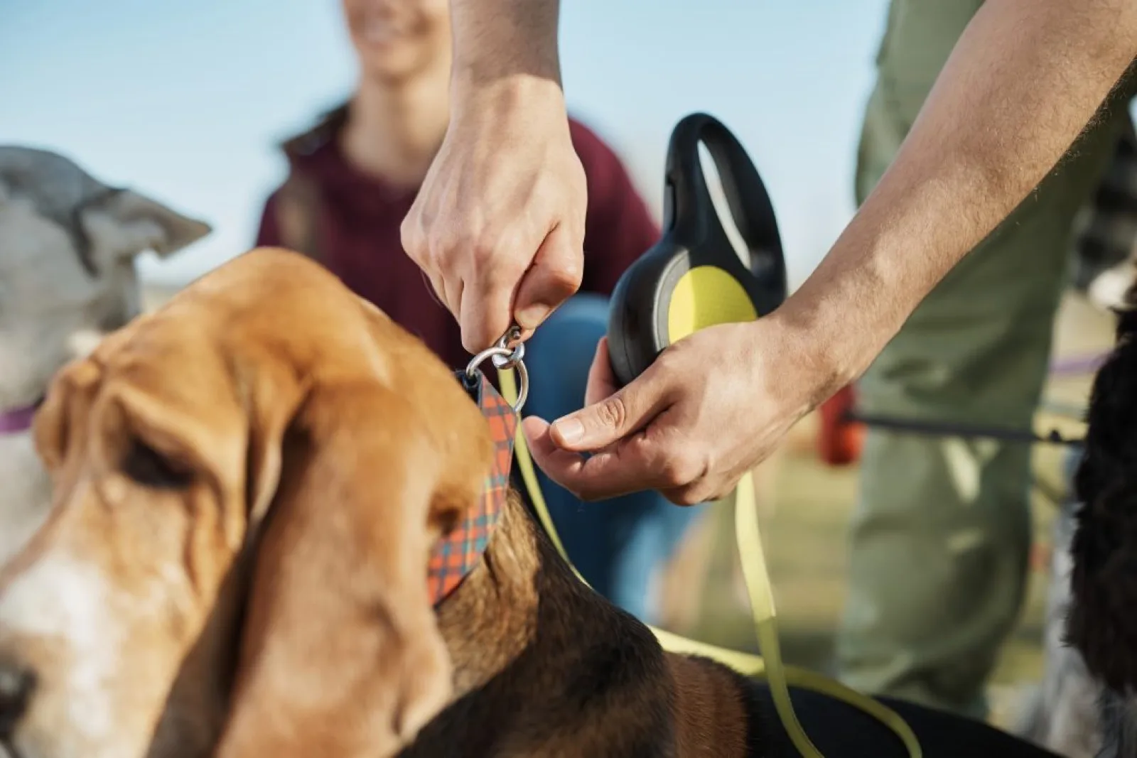 Attaching a leash to a dog's collar