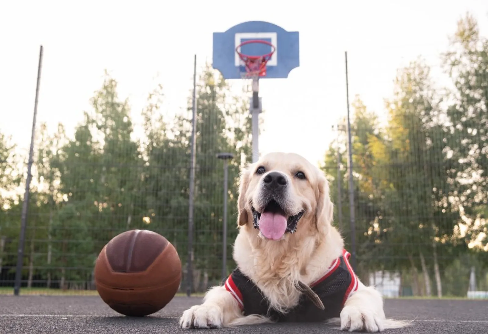 A dog in a basketball uniform with a ball