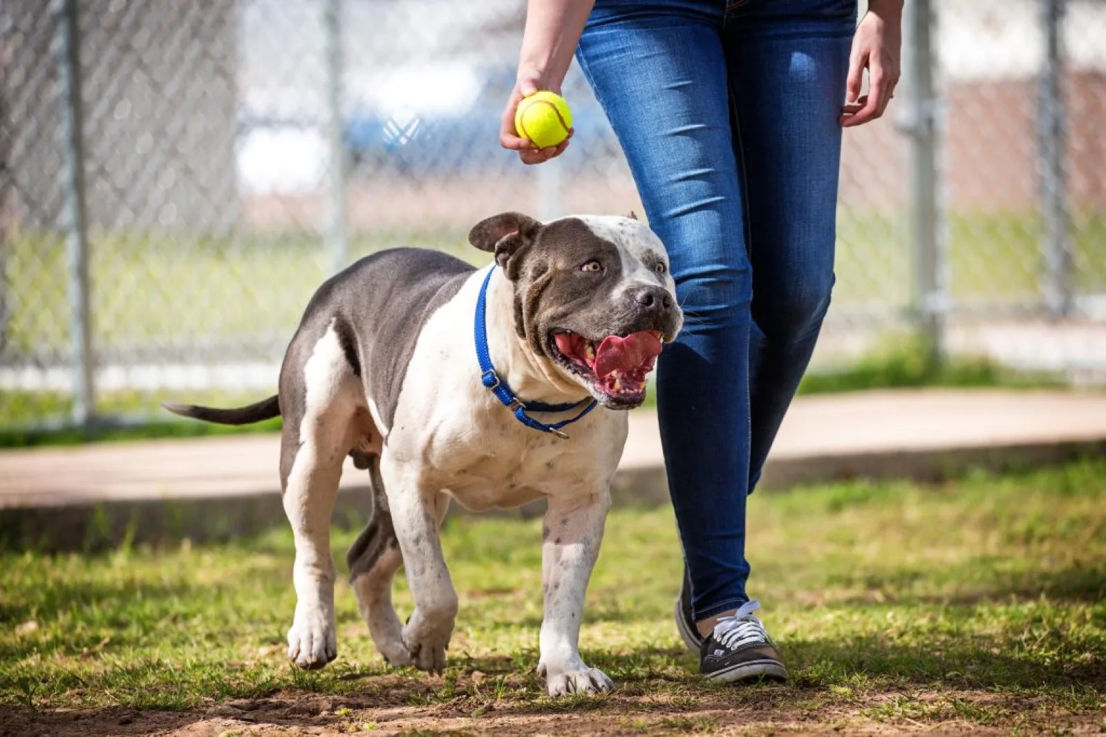 Pit bull dog at a dog park