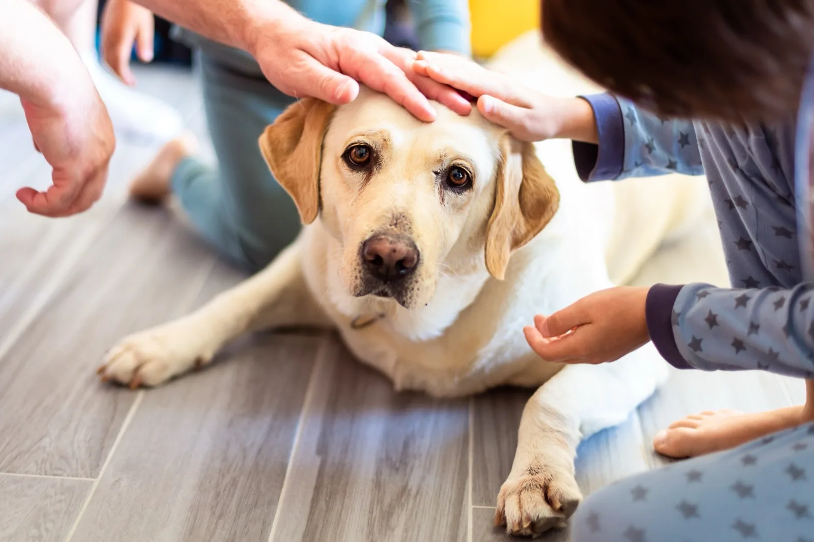 A labrador lying on the floor being petted by two people