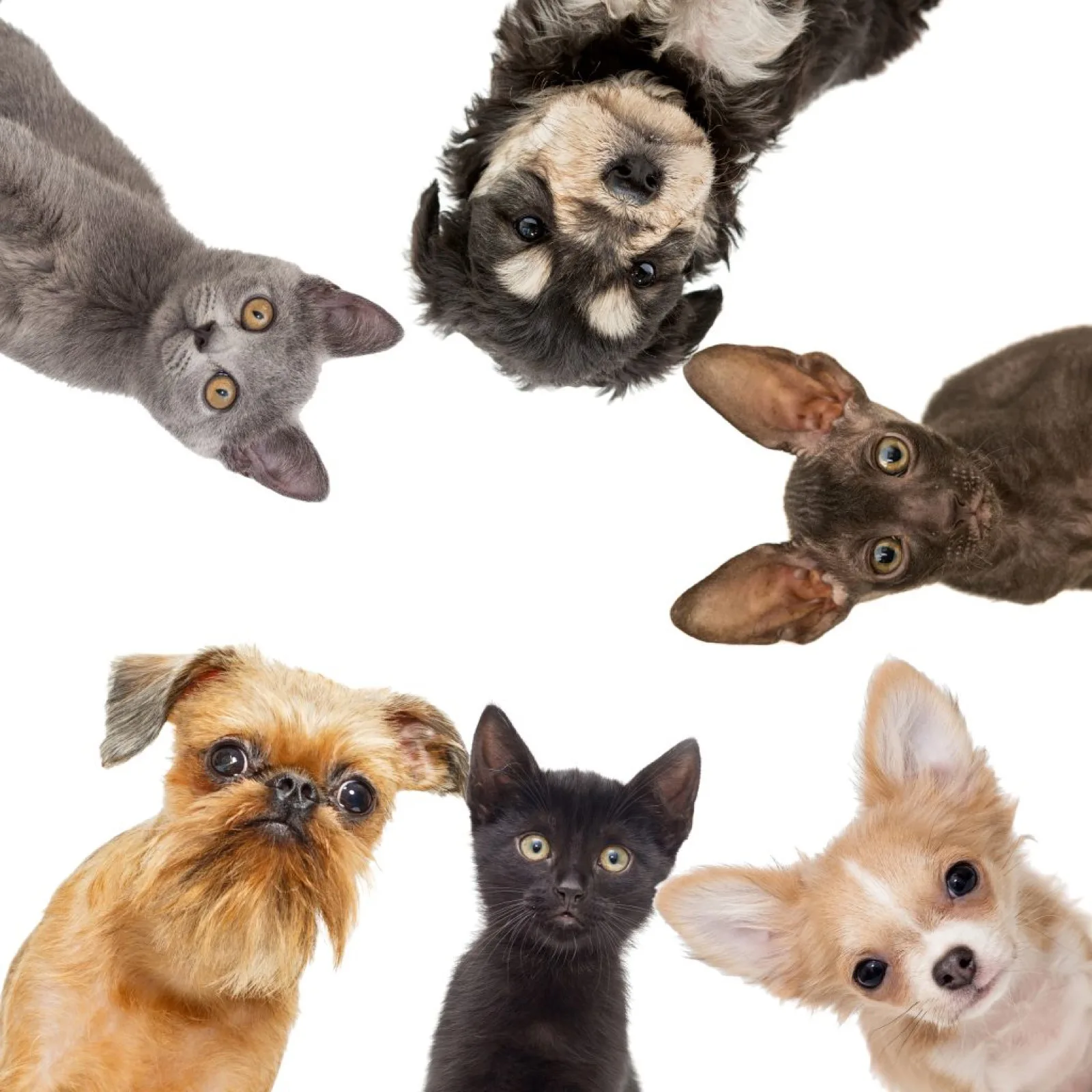Group of animals looking down