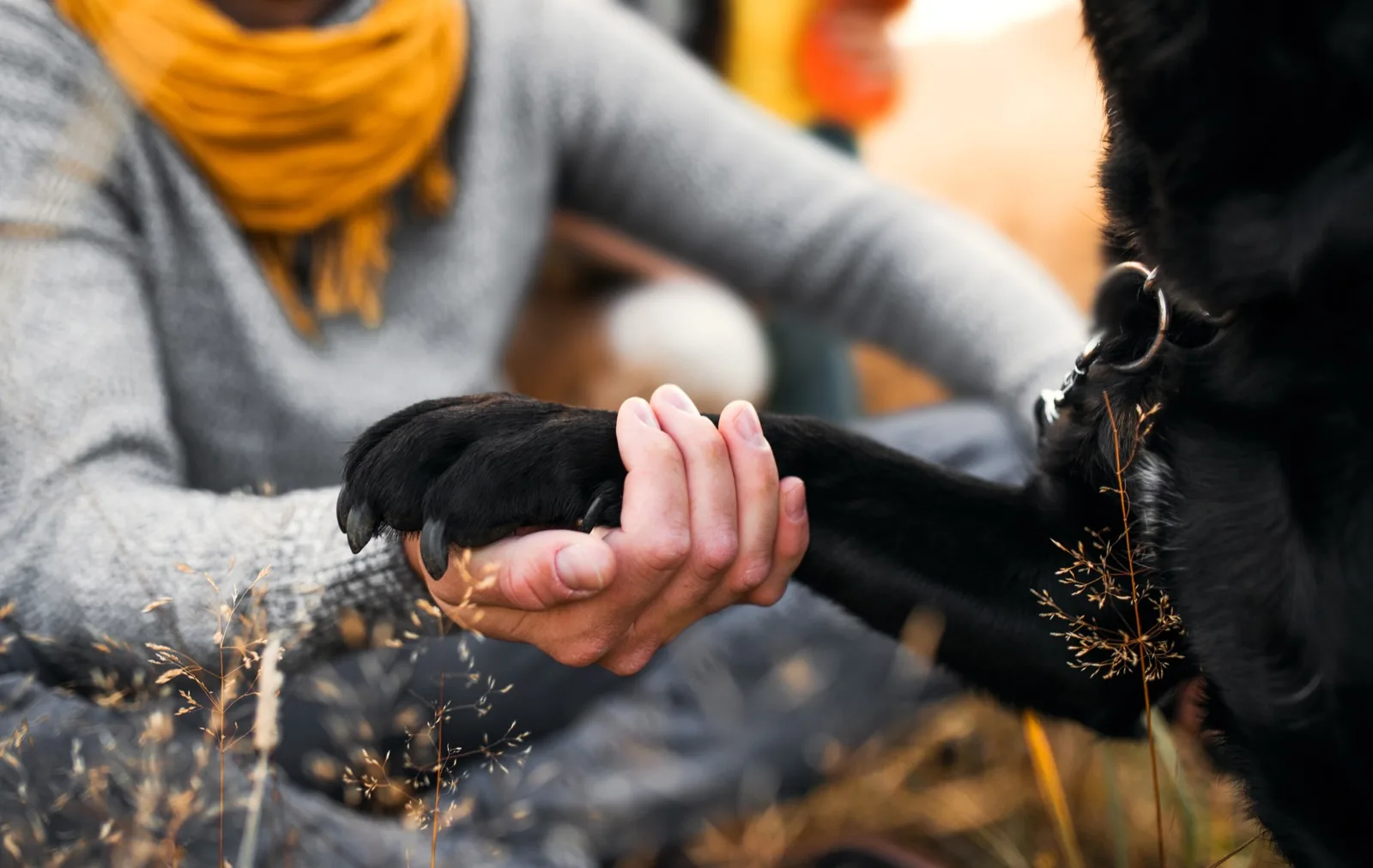 A person crouched in tall autumn grass, holding a black dog's paw in their hand