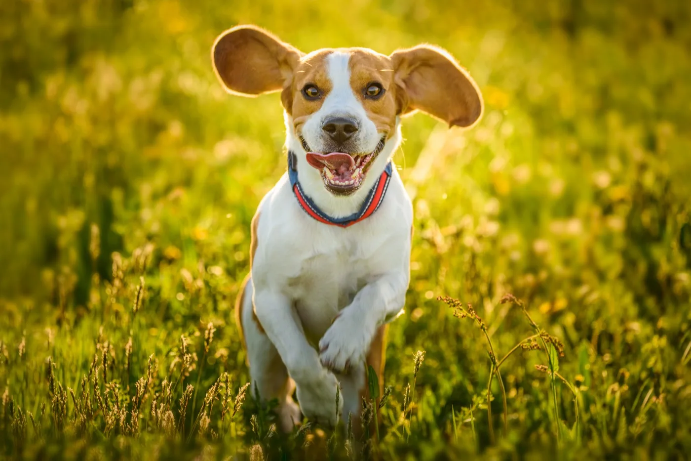 A beagle running through a sunlit summer meadow, ears flying