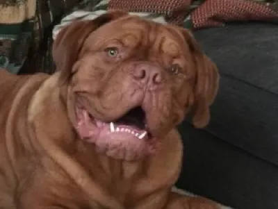 Dogue de Bordeaux Rescue, Inc logo