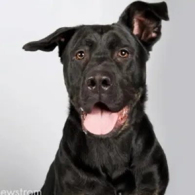 Heading Home K9 Rescue logo