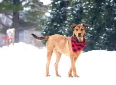 Little Red Barn Dog Rescue logo