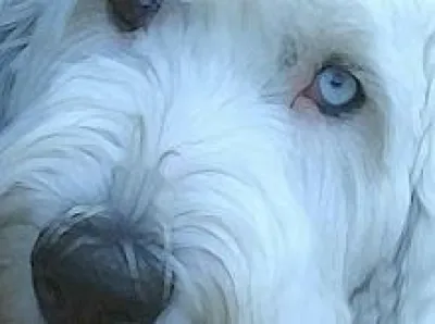 Midwest Old English Sheepdog Rescue logo