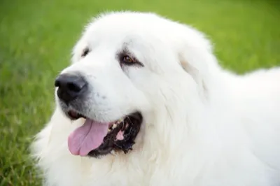 NorthStar Great Pyrenees Rescue of Minnesota logo