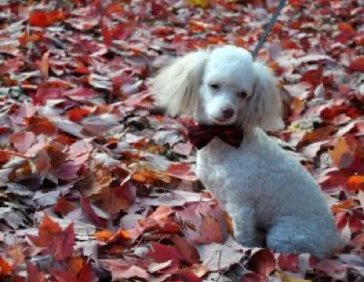 Picket Fence Poodle Rescue logo