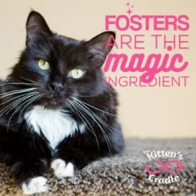 The Kittens Cradle, Ltd logo