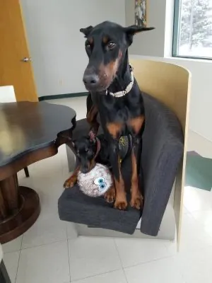 United Doberman Rescue & Canine Castaways of MN logo